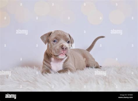 American Pit Bull Terrier Puppy Stock Photo Alamy
