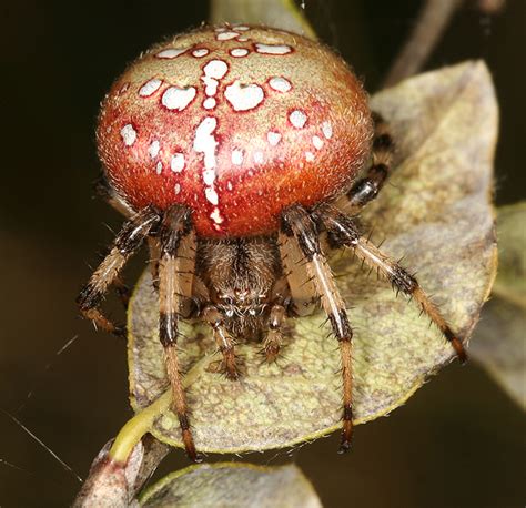 Shamrock Orbweaver Spiders Of Alaska · Inaturalist