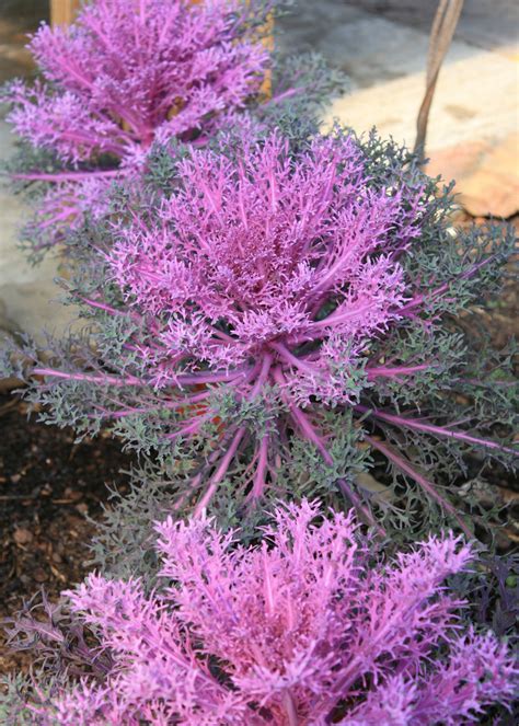 Ancy Leaf Kale Named Ms Medallion Winner Grayish Purple Kale Plants Are