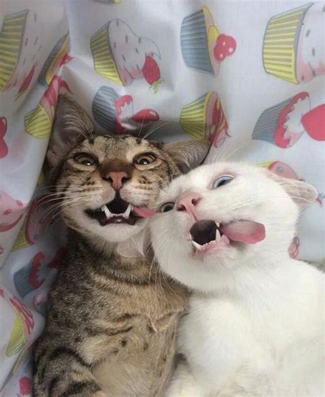 Cute Cat Couple Raww