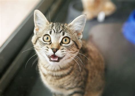 7 Reasons Why Your Cat Meows Nonstop Catster