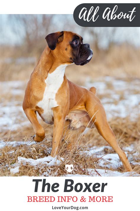 Boxer Breed Information Traits Facts Temperament And More Boxer