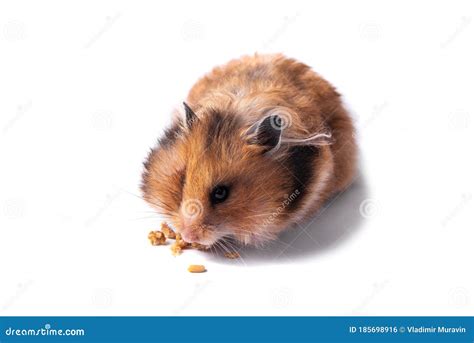Red Syrian Hamster On A White Background Stock Photo Image Of Hair