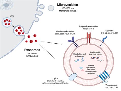 Extracellular Vesicle Biogenesis And Composition Exosomes Are