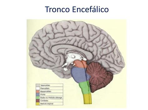 Tronco Encefálico Anatomia I