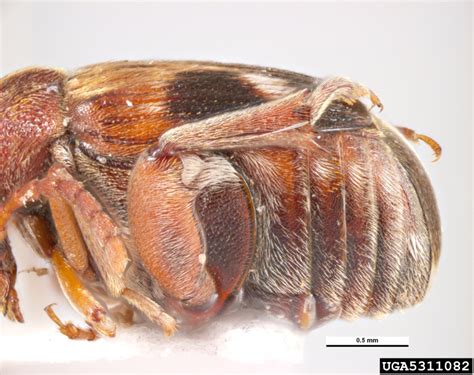 Cowpea Weevil Callosobruchus Maculatus Coleoptera Chrysomelidae