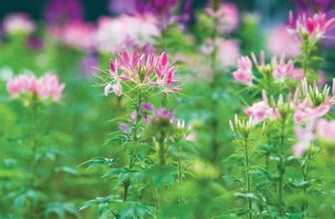 Whats That Smell Cleome Skunk Flower Adds Old Fashioned Interest To