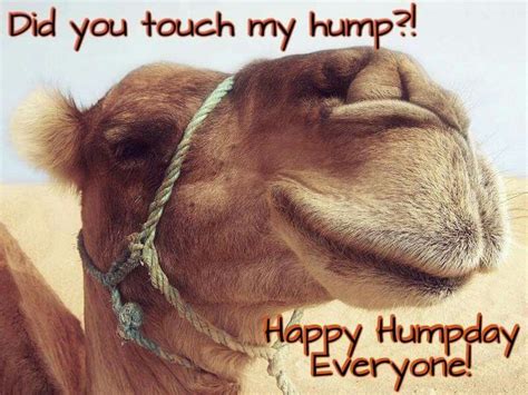 Happy Hump Day Happy My Humps Promotional Flyers