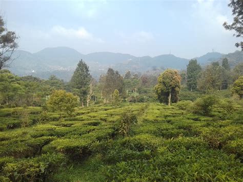 Check out updated best hotels & restaurants near agrowisata gunung mas kebun teh walini. Perjalanan Singkat ke Kebun Teh Gunung Mas Bogor