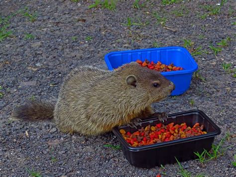 Groundhogs Habits And Biology Get Rid Of Groundhogs Farmers Almanac