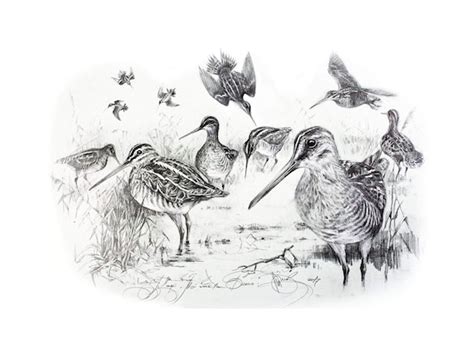Snipe Signed Print Bird Drawing Wildlife Animal Art Wild Etsy