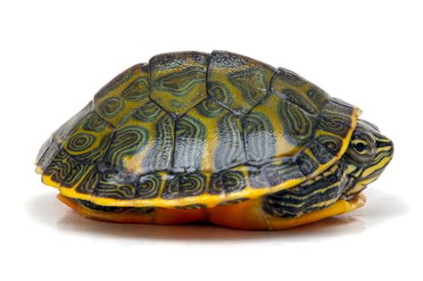 Turtles Of Form Pseudemys Rubriventris For Sale