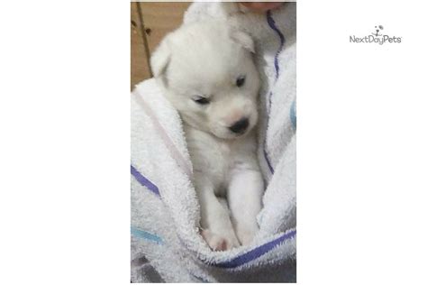 Female Whites Siberian Husky Puppy For Sale Near St Louis Missouri