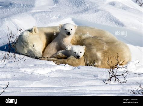 Mother Polar Bear Sleeping With Playful Twin Cubs Stock Photo Alamy