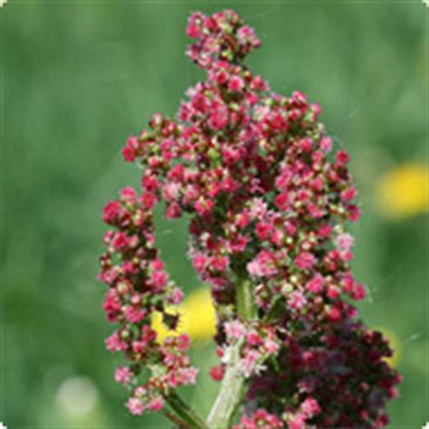 Allergiegeplagte haben juckende augen und bewaffnen sich mit taschentüchern. Pollenallergie, Heuschnupfen | Allergie HEXAL