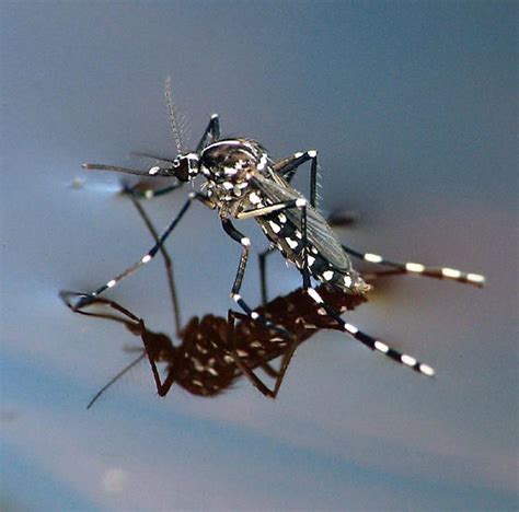 France Be On The Lookout For Tiger Mosquitoes
