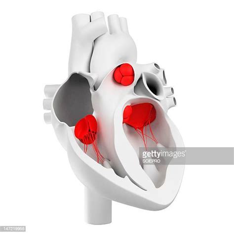 Anatomical Heart Valves Photos And Premium High Res Pictures Getty Images