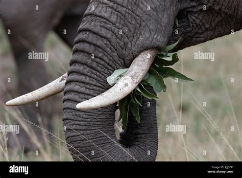 African Elephant Loxodonta Africana Close Up Of Trunk And Tusks