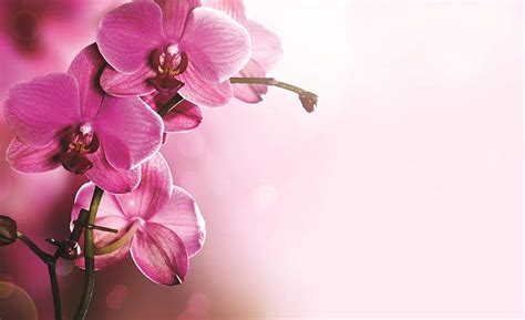 Pink Orchid Wallpapers Wallpaper Cave