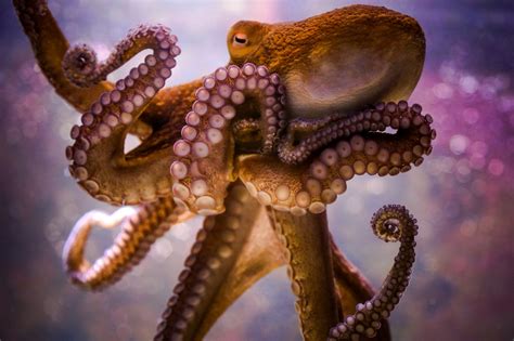 Animals Octopus Bokeh Wallpapers Hd Desktop And Mobile
