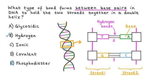 Question Video Identifying The Type Of Bonds That Form Between Dna