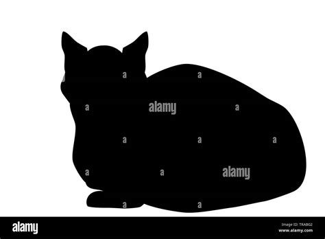 Siamese Cat Sitting Silhouette Isolated On White Background Kitten