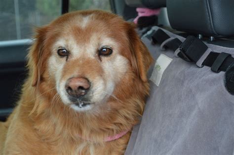 If you are looking to adopt or buy a golden retriever take a look here! Candy-15-129 | F | 12 Yrs — Golden Retriever Rescue of ...