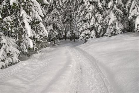 Into The Snowy Woods By Burtn On Deviantart