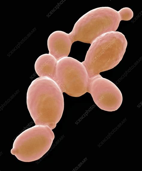 Yeast Cells Sem Stock Image F0169468 Science Photo Library