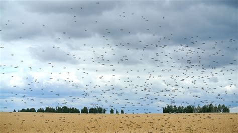 What Are Locusts And Why Do They Swarm Live Science