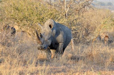 Africa Big Five White Rhinoceros Stock Image Everypixel