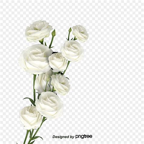 White Flower Pattern White Transparent White Flower Pattern Flower