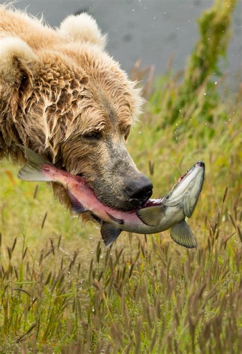 Kodiak Brown Bear Ursus Arctos Middendorffi Us Fish And Wildlife