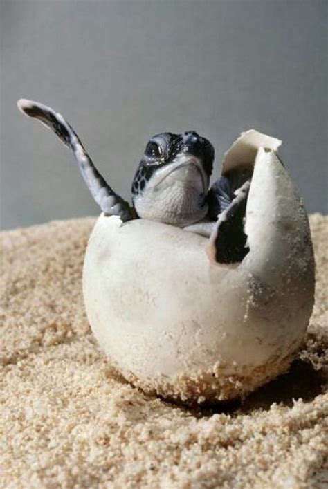 Coming Out Of His Shell Turtle Hatching Baby Sea Turtles Green Sea