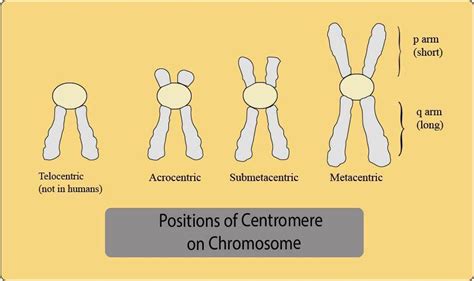 Types Of Chromosomes