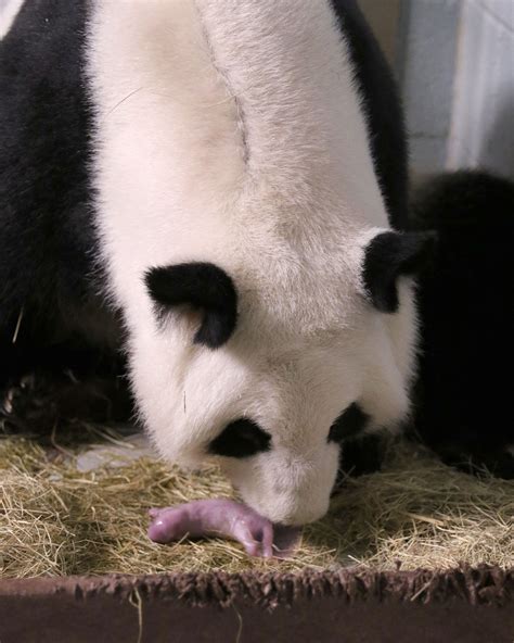 Courtesy Zoo Atlanta Panda Cam Panda Bebe Cute Panda Baby Panda