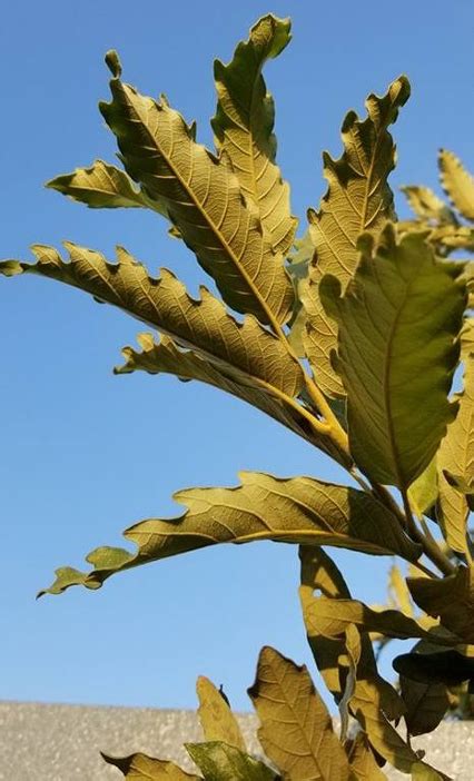 Had you heard of this tree species? Quercus laeta - The John Fairey GardenThe John Fairey Garden