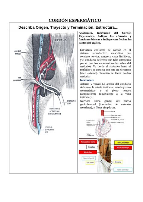 Estructura Del Cordón Espermático Resúmenes De Anatomía Docsity