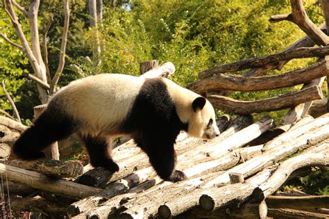 Wallpaper Pandas Bear Animal 2560x1706