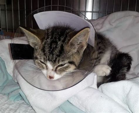 Injured Kitten Gets Help Thanks To Good Samaritan And A Caring