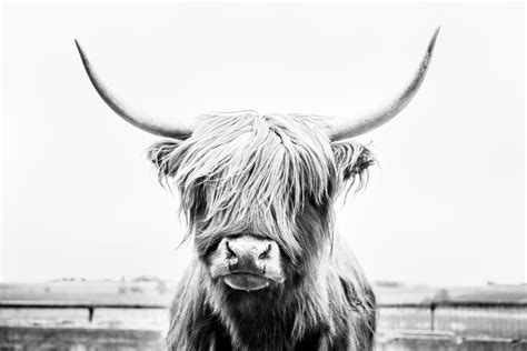 Black And White Highland Cow Portrait Digital Download Etsy