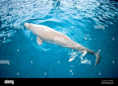Beluga Whale Delphinapterus Leucas Shedd Hi Res Stock Photography And