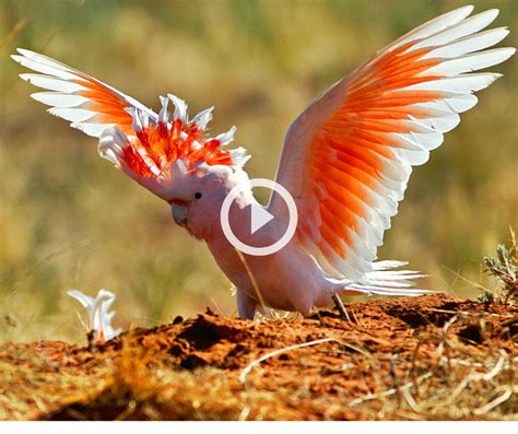 10 Most Beautiful Cockatoo Birds In The World Mypetplant