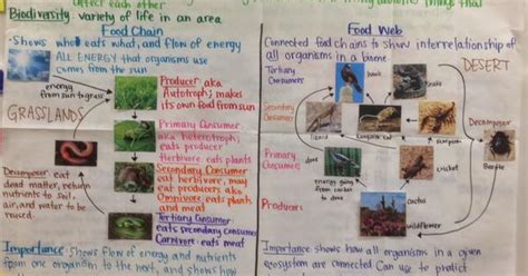 Mrs Paul Biology Notes Charts Ecosystems Food Web