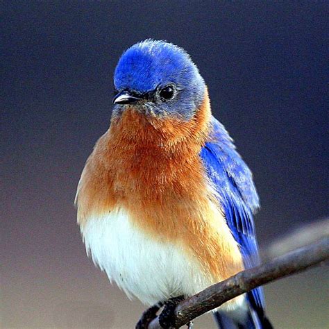 A Beautiful Bluebird Lookin So Pretty Birds Photo 36097649 Fanpop