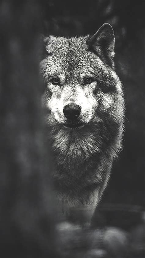 23 Wolf Iphone Wallpapers Wallpaperboat