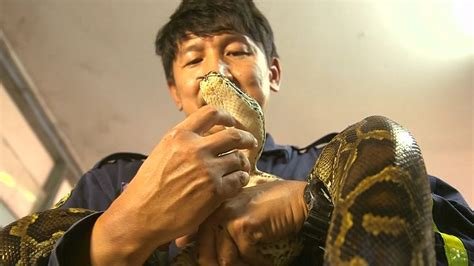 فيديو شاهد اصطياد ثعبان عملاق تسلل إلى أحد المنازل في تايلاند euronews