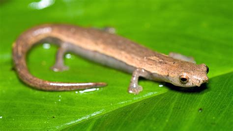 Exotic Species In The Amazon Rainforest Amphibians Cgtn
