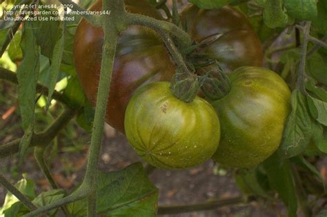 A brandywine pink heirloom tomato plant produces extremely tasty, large. PlantFiles Pictures: Tomato 'Black Brandywine ...
