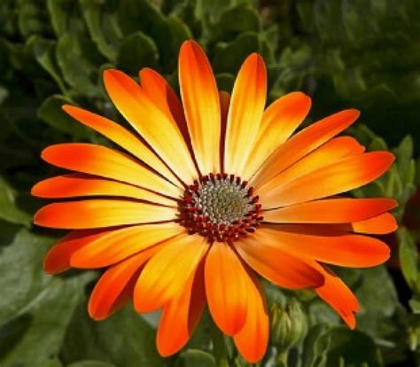Gerbera Flower Daisy Orange Hd Wallpaper Peakpx